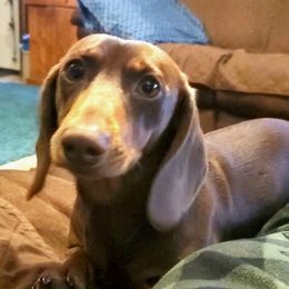 Rio - Dachshund