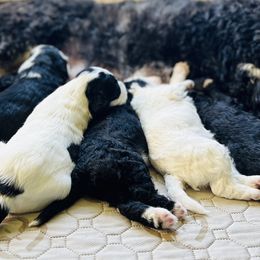 Sheepadoodle puppies from Downriver Doodles