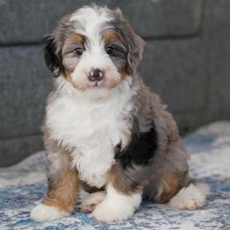 Boxer - Merle male Bernedoodle puppy in Dundee, Ohio from Down Home Doodle