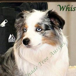 Whiskey  - Miniature American Shepherd