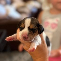 Ranger (green) - Black tan and white male Beagle puppy in Norco, California from Prairie Tail Beagles