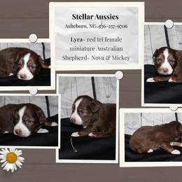 Lyra - Red tri female Miniature Australian Shepherd puppy in Asheboro, North Carolina from Stellar Aussies