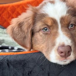 Australian Shepherd puppies from Cobler Farms