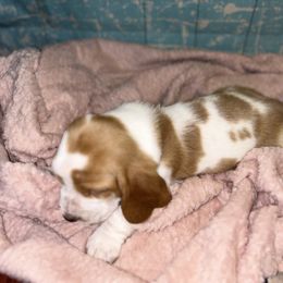 Basset Hound Puppies from Mockingbird Hollow Bassets