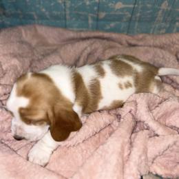 Basset Hound Puppies from Mockingbird Hollow Bassets