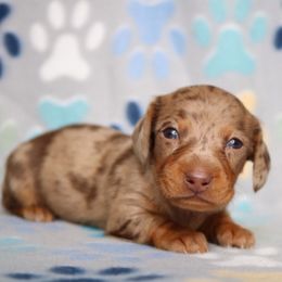 Dapple Female - Dapple female Dachshund puppy in Red Bud, Illinois from Midwest Miniature Dachshunds