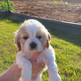 Cocker Spaniel All Grown Up from Van gass Puppies