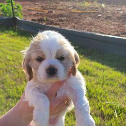Cocker Spaniel All Grown Up from Van gass Puppies