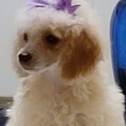 Poodles from Tlc babies