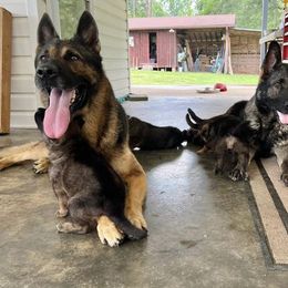 German Shepherd Puppies from Vom Burmeister Kennel