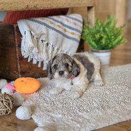 F1B Meet Nellie :) - Merle female Cavapoo puppy in Centerville, Iowa from Barnyard Dachshunds, Dals & Doodles