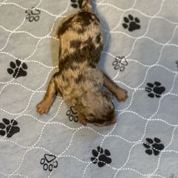 Cappuccino - Red merle male Aussiedoodle puppy in High Point, North Carolina from Kingsfield Doodles