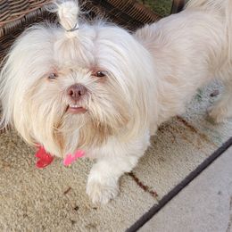 Shih Tzus from Kimberly's Heavenly Shih Tzus