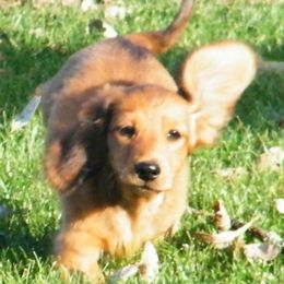 Dachshund Puppies from Dandydox Dachshunds