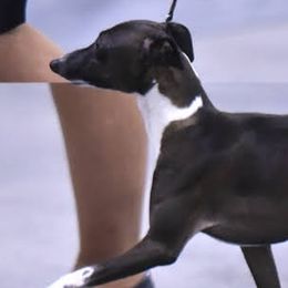 Kanga - Italian Greyhound