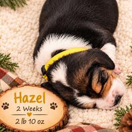 Nova (yellow) - Black white and tan female Beagle puppy in Trail, Oregon from Jennifer Knapp's AKC Beagles