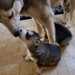 Siberian Huskies from M.B.A Farms