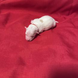 Biscuit - White female Coton de Tulear puppy in Timber, Oregon from Sterling’s Sweet Cotons