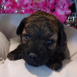 Poodles from Barbie’s Poodle Paradise