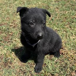 Purple Collar Black Female - Black female German Shepherd puppy in Milan, Illinois from Stonewick German Shepherds
