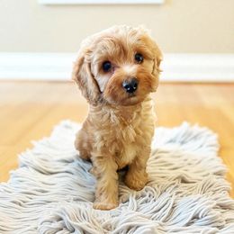 Scout - Apricot male Cavapoo puppy in Warrensburg, Missouri from Supreme Doodles