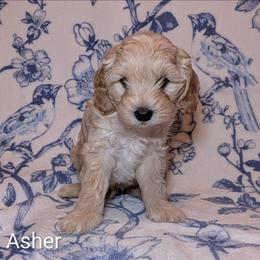 Asher - Cream male Cockapoo puppy in Sunset, Louisiana from Cano Cockapoos