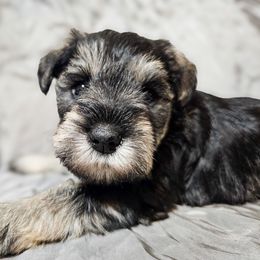 Miniature Schnauzer Puppies from Du Lac Miniature Schnauzers