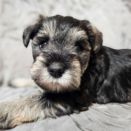 Miniature Schnauzer Puppies from Du Lac Miniature Schnauzers