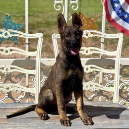 Avina (Lavender) - Sable female German Shepherd puppy in Louisville, Kentucky from Barrage K9