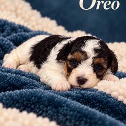 Oreo - Black & tan tri-color male Morkie puppy in Davie, Florida from Sweet Peluditos