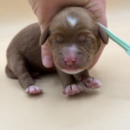 Light Green - Red female Australian Labradoodle puppy in Sacramento, California from Adorable Labradoodle