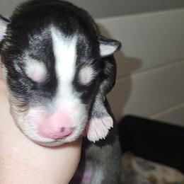 Purple - Black and white female Siberian Husky puppy in Swansea, Illinois from Husky B's