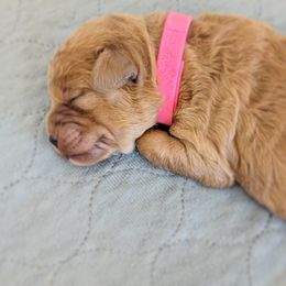 Goldendoodle Puppies from Rosie Doodles AZ