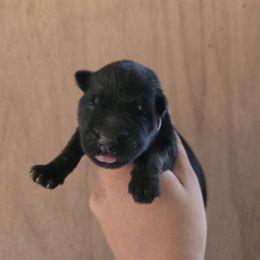 Freya - Pink Collar Female - Black and red female German Shepherd puppy in Hawthorne, Florida from Lace's High Flying German Shepherds And Golden Retrievers
