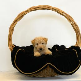 Lakeland Terrier Puppies from Teraz