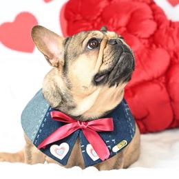 Zoe - French Bulldog