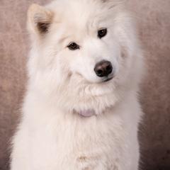 Anya - Samoyed