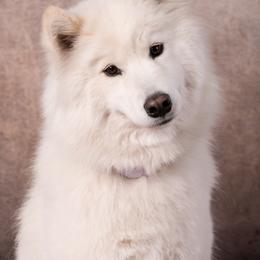 Anya - Samoyed