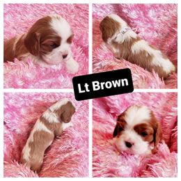 Cavalier King Charles Spaniel Puppies from Above All Else Love