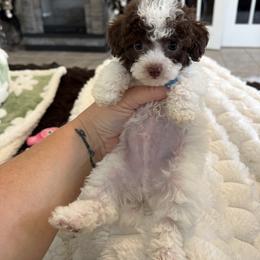 Espresso - Parti male Poodle puppy in Fredericktown, Missouri from Doodle Pups Fur-Ever