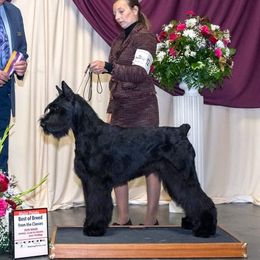 Zhuchka - Giant Schnauzer