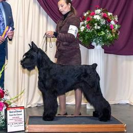 Zhuchka - Giant Schnauzer