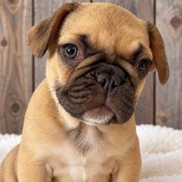Paris - Fawn female French Bulldog puppy in Warm Springs, Arkansas from State Line Dachshunds & Frenchies