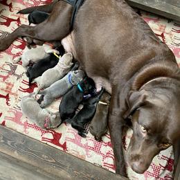 Dilute Retriever Puppies from Weathervane Labs