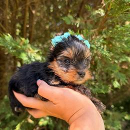 Minnie - Black and tan female Yorkshire Terrier puppy in Georgia from Nalley Kennels