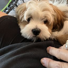Mia - Parti female Lhasa Apso puppy in Chickamauga, Georgia from Lorraine’s Lhasa Apsos by Mia Kentucky Rose