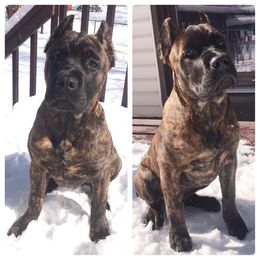 Cane Corso Puppies from Royal Class Kennels