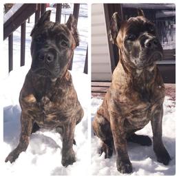 Cane Corso Puppies from Royal Class Kennels