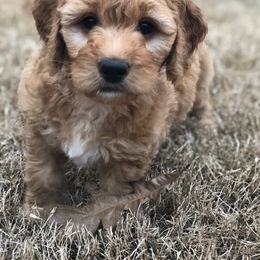 Goldendoodle Puppies from Regal Doodles