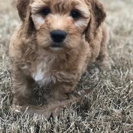 Goldendoodle Puppies from Regal Doodles